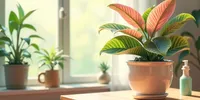 Cara Merawat Aglonema di Dalam Ruangan agar Daun Tetap Cantik