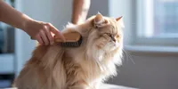 Cara Merawat Bulu Kucing agar Lebat, Sehat, dan Berkilau Sepanjang Hari