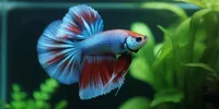 Cara Merawat Ikan Cupang agar Warnanya Cerah, dari Pakan Bernutrisi hingga Kualitas Air