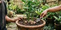 Cara Merawat Jahe dalam Pot agar Cepat Besar dan Bisa Dipanen di Rumah, Hasil Melimpah