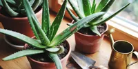 Cara Merawat Lidah Buaya agar Tumbuh Subur dan Daun Tidak Menguning