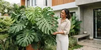 Cara Merawat Monstera agar Daunnya Besar dan Sehat, Jangan Asal Siram