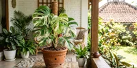 Cara Merawat Monstera Variegata agar Tidak Kembali Hijau, Cahaya Saja Ternyata Belum Cukup