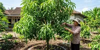 Cara Merawat Pohon Mangga Agar Daunnya Tidak Mudah Rontok, 7 Langkah Agar Rindang Dan Sejuk
