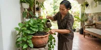 Cara Merawat Sirih Gading di Teras yang Panas agar Daunnya Tidak Kuning dan Layu