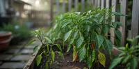 Cara Merawat Tanaman Cabe Rawit agar Tidak Keriting dari Daun Muda hingga Panen