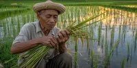 Cara Merawat Tanaman Padi agar Panen Melimpah, Panduan Lengkap dari Bibit hingga Pascapanen
