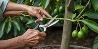 Cara Merawat Tanaman Alpukat agar Cepat Berbuah, dari Bibit hingga Pemangkasan