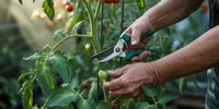 Cara Pemangkasan Tomat agar Berbuah Lebat: Panduan Lengkap Pruning Tunas Air hingga Pucuk
