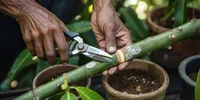 Cara Stek Pohon Mangga yang Benar agar Cepat Berakar dan Berbuah Lebat