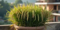 Cara Tanam Padi di Pot untuk Panen Beras Tanpa Sawah, Panduan Lengkap dari Semai hingga Panen