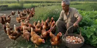 Cara Ternak Ayam Petelur untuk Telur Setiap Hari Tanpa Beli Pakan Mahal