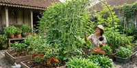 Inspirasi Kebun Sayur dan Kacang-Kacangan untuk Lahan Sempit, Mudah Dirawat di Rumah