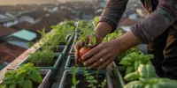 Jangan Panik! Hobi Berkebun Ini Bisa Jadi Ketahanan Pangan Saat Krisis 2030