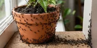Kenapa Pot Tanaman Tiba-Tiba Banyak Semut? Ini 7 Penyebab dan Cara Mengatasinya