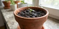 Kenapa Tanah Pot Sering Didatangi Lalat Kecil? Ini Penyebabnya