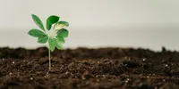 Krisis Pupuk Global 2026 dan 5 Langkah Komposting Rumahan yang Bisa Menyelamatkan Petani Skala Kecil