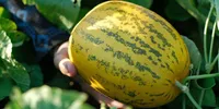 Menanam Melon di Pot, Ini 7 Langkah Praktis agar Tumbuh Subur dan Berbuah