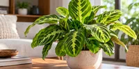Mengenal Tanaman Hias Maranta Lemon Lime dengan Pola Tulang Daun Hijau Kekuningan