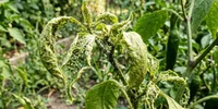 Penyebab Daun Tanaman Cabai Keriting dan Cara Mengatasinya