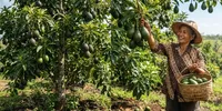 Penyebab Pohon Alpukat Berbunga tapi Buahnya Rontok