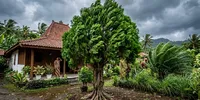 Ragam Tanaman Hias Berakar Kuat yang Tidak Mudah Tumbang saat Angin Kencang