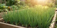 Tips Menanam Daun Bawang agar Bisa Dipotong Berkali-kali, Jangan Cabut Pangkalnya