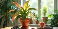 Tips Merawat Aglonema untuk Pemula agar Daunnya Cantik dan Subur