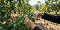 Trik Membuat Pohon Mangga Cepat Berbunga dengan Pemangkasan yang Tepat ala Pekebun