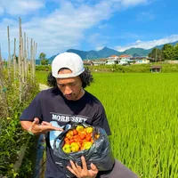 Isa Bajaj Tanam & Panen Tomat Sendiri Untuk Warung Sambal Tempong Miliknya