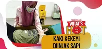 Jempol Kaki Kekeyi Diinjak Sapi, Langsung Dirawat di Rumah Sakit