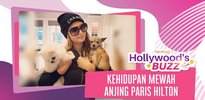 Kehidupan Anjing Paris Hilton, Hidup Mewah & Punya Istana