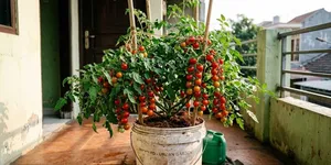 10 Buah yang Bisa Ditanam dalam Ember dan Cepat Panen untuk Halaman Sempit