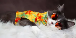 10 Kucing yang Terkenal di YouTube, Punya Subscriber Jutaan Lho!