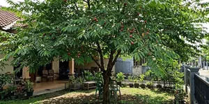 10 Pohon Daun Lebat yang Tidak Mudah Rontok, Cocok untuk Taman Rumah
