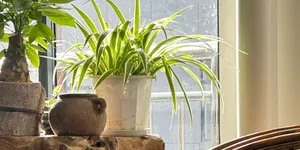 10 Tanaman Hias Dengan Bentuk Daun Memanjang untuk Rumah Minimalis, Menyegarkan dan Estetik