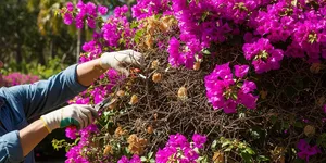 8 Tanaman yang Membuat Halaman Terlihat Cantik, Ide Menyulap Pekarangan Gersang Jadi Asri