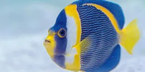 12 Ikan Hias Pembawa Keberuntungan Menurut Feng Shui, Simbol Hoki dan Kemakmuran
