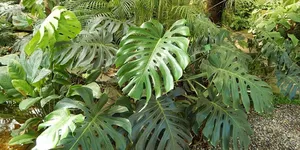 12 Tanaman Hias dengan Daun Berlubang Alami yang Cocok untuk Rumah, Hadirkan Nuansa Tropis