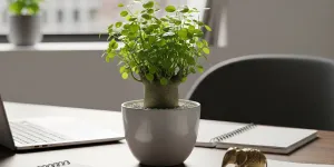 13 Tanaman Feng Shui untuk Kantor yang Dipercaya Membawa Rezeki dan Energi Positif