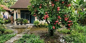 23 Jenis Tanaman yang Cocok untuk Halaman Rumah dengan Drainase Kurang Baik