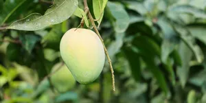 4 Cara Memangkas Pohon Mangga Setelah Panen Buah agar Kembali Produktif