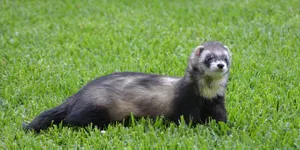 5 Jenis Musang yang Cocok Dipelihara di Rumah, Kenali Cara Memeliharanya