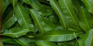 5 Keajaiban Teh Daun Mangga, Rahasia Menjaga Kadar Gula Darah dan Manfaat Lainnya!