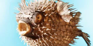 5 Makanan Ekstrem yang Masih Dinikmati di Seluruh Dunia, Kenali Bahayanya!