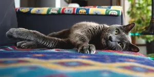 6 Alasan Kucing Suka Tidur di Atas Barang Pemiliknya, Bisa Jadi karena Ingin Diperhatikan