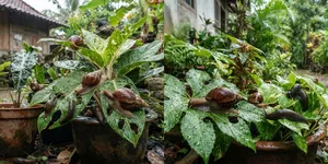 7 Cara Membuat Area Pot Kurang Disukai Siput dan Bekicot, Tidak Lagi Jadi Hama Tanaman
