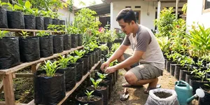 7 Cara Membuat Kebun Sayur dengan Polybag, Cocok untuk Rumah Sempit dan Mudah Dirawat