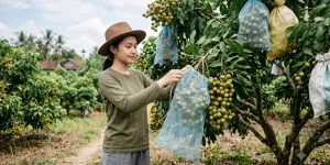 7 Cara Menanam Kelengkeng Agar Berbuah Lebat dan Manis, Teknik Booster dan Pruning Paling Jitu