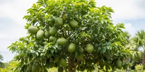 7 Cara Menanam Pohon Sirsak Tetap Pendek tapi Berbuah Banyak, Panen Maksimal